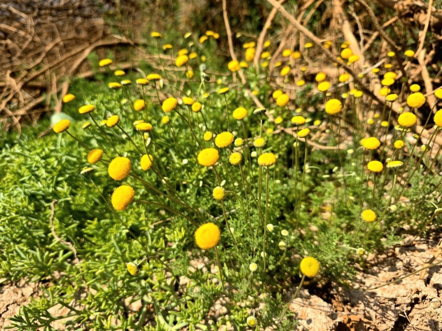 Commercial Property for Sale in Kenhardt Northern Cape